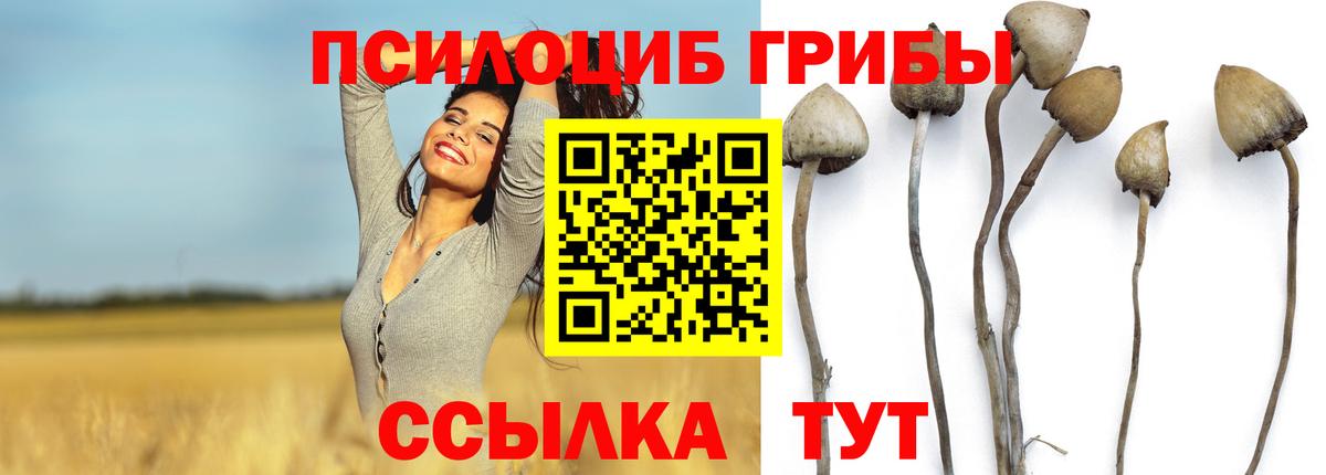 Псилоцибиновые грибы Psilocybe Ступино